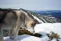 The Alaskan Malamute in the mountains